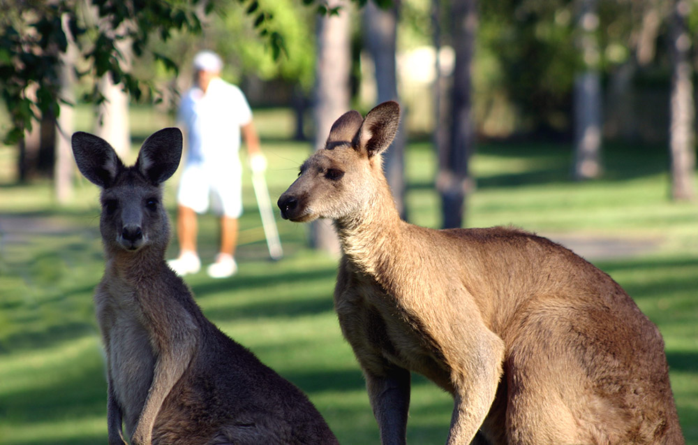 日本語アシストによる空港送迎、ゴルフ送迎、チャーター